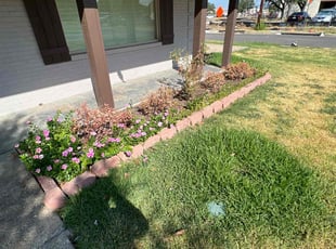 Weeding by Guillermo Chow for Savannah F. in Dallas, TX
