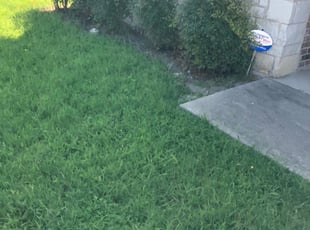 Bush Trimming by Randy Kingdon for Kenny W. in Kyle, TX