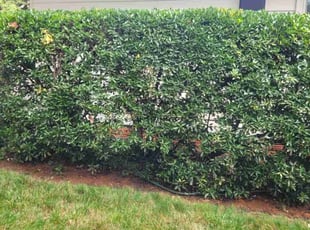Bush Trimming by Rose Valle for Monica N. in Fairfax, VA