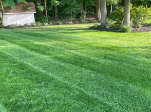 Michael M.'s Yard Cutting service result