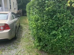 Bush Trimming by Douglas Cox for Tim T. in Syracuse, NY