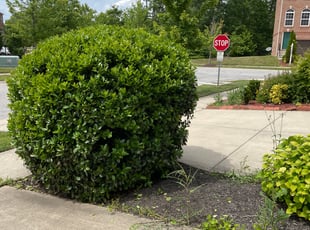 Bush Trimming by Kirk Swann for Fawn B. in Waldorf, MD