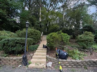 Bush Trimming by Mohammad Haidari for Estrella M. in Springfield, VA