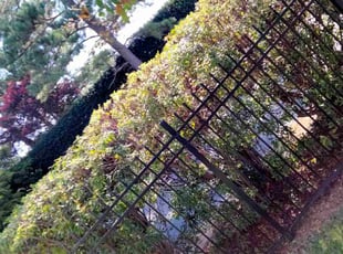 Bush Trimming by Tevin Cofield for Lisa S. in Raleigh, NC