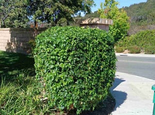 Bush Trimming by Dustyn Roberts for Calvin N. in San Diego, CA