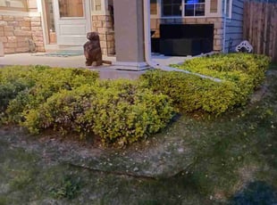 Bush Trimming by Ashley McKay for Erin H. in Arvada, CO