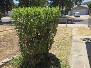 Bush Trimming by Christopher Lim for Javier C. in San Jose, CA