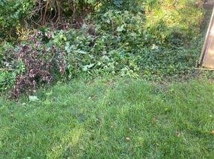 Bush Trimming by Samara Savage for Sherry C. in Temple Hills, MD