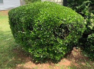 Bush Trimming by Brandon Cummings for Margaret D. in Decatur, GA