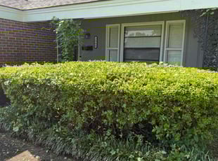 Bush Trimming by Eric Day for Michael p. in Montgomery, AL