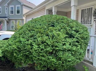 Bush Trimming by Felix Alejos for Rose P. in Plainfield, IL