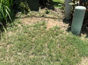 Bush Trimming by Ross Stevens for Frantisek P. in Woodstock, GA