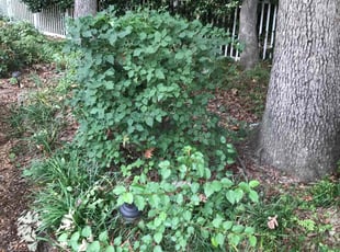 Bush Trimming by Davon Lightfoot for Hope G. in Richmond, VA