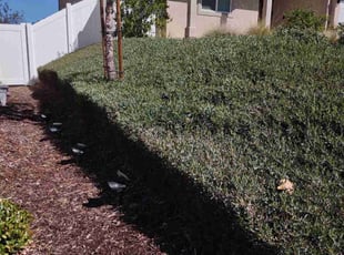 Bush Trimming by Jashua Parra for Ricky S. in Moreno Valley, CA