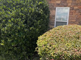 Bush Trimming by Christina Slaughter for Keosha S. in Locust Grove, GA