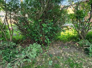 Bush Trimming by David Estrada for Kathy W. in Joliet, IL