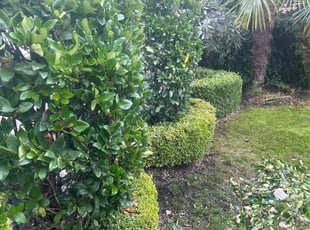 Gaylon C.'s Bush Trimming service result