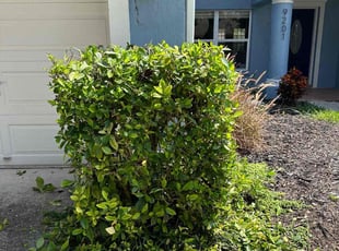 Bush Trimming by Cari Butler for Michael L. in Tampa, FL