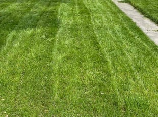 Krista P.'s Lawn Maintenance service result