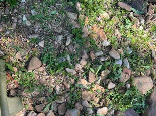Weeding by Tyler Bryant for Tammi S. in Wichita, KS