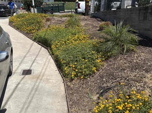 Bush Trimming by Nicholas Poulsen for Barbara S. in Spring Valley, CA