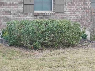 Bush Trimming by Vincent Vasquez for Joel F. in San Antonio, TX