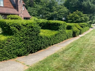 Diane C.'s Lawn Service service result