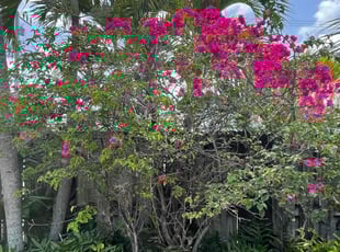 Bush Trimming by Lizett Chava for Janet W. in North Miami Beach, FL