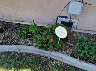 Weeding by Jack Catlin for Alice E. in Stockton, CA