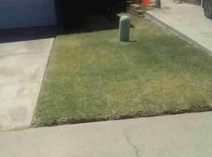Bush Trimming by Lisa Harper for Dennis T. in Sacramento, CA