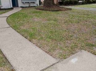 Leaf Removal by Daniel Campos for Lauren K. in Houston, TX