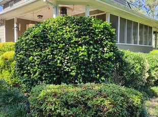 Bush Trimming by Scaroline LLC for Karla V. in Marietta, GA