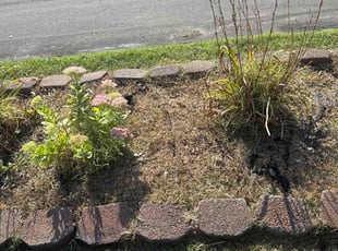 Weeding by Hollis Bennett for Nicole W. in Florissant, MO