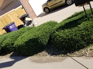 Bush Trimming by Josh Brown for Kathy J. in Denver, CO