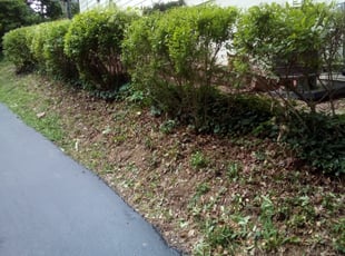 Bush Trimming by Ras Tosh Tafari for Theresa G. in Cincinnati, OH