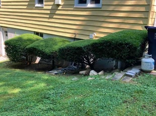 Bush Trimming by Mark Dutka for Melissa C. in Seymour, CT