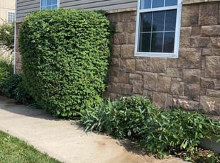 Bush Trimming by Richard Tichota for Sean P. in Lee's Summit, MO