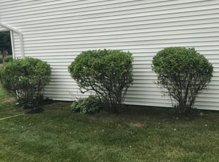 Bush Trimming by Ralph Tull for Carlton D. in Willingboro, NJ