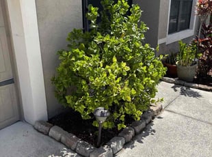 Weeding by Melvin Risher for Gentle H. in Lakeland, FL