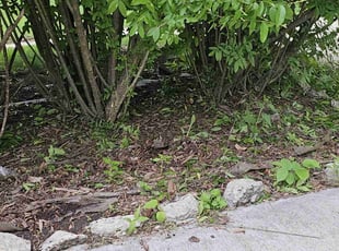 Bush Trimming by Robert Dowdy for Isaiah M. in Milwaukee, WI