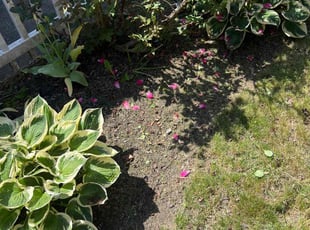 Weeding by Brian Corchado-Martinez for Ramzi G. in Philadelphia, PA