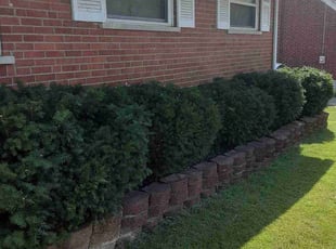 Bush Trimming by Caleb Patton for Lauren S. in Cincinnati, OH