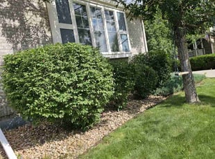 Bush Trimming by Joshua Hines for Katie C. in Aurora, CO