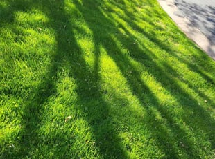 Jackie C.'s Lawn Care service result