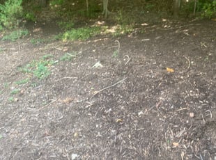 Landscaping by Manny Chavez for Teresa K. in Stafford, VA
