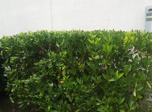 Bush Trimming by Agderemme Oliva for Irenee J. in Fruit Cove, FL