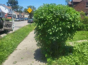 Bush Trimming by Mary Esparza for LaKeisha J. in Detroit, MI