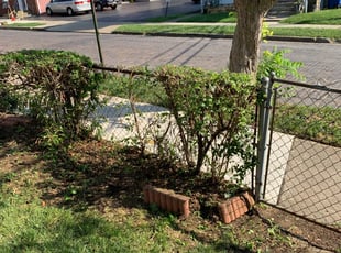 Bush Trimming by Hendri H for Kay T. in Columbus, OH