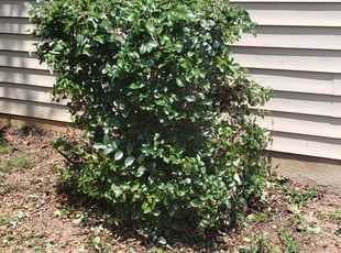Bush Trimming by Paul Norman for Lindsay H. in Denver, NC