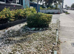 Bush Trimming by Serge Pierre for Cautney N. in Miami, FL